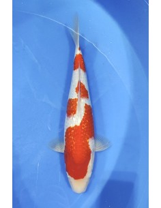 Carpes koi, Ginrin Kohaku