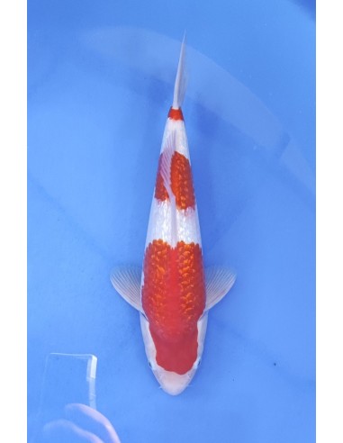 Carpes koi, Ginrin Kohaku