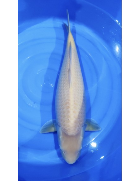 Carpes koi, Karashigoi