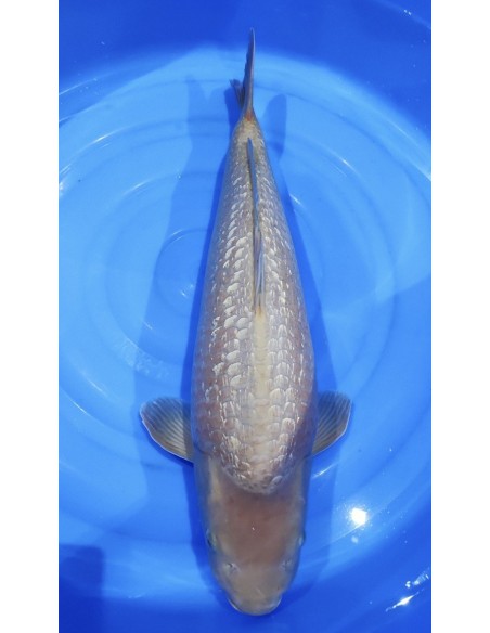 Carpes koi, Ginrin Chagoi