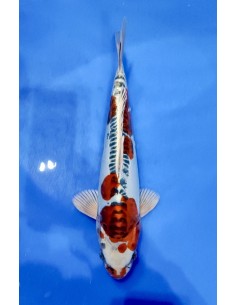 Carpes koi, Doitsu Kujaku