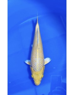 Carpes koi, Yamabuki