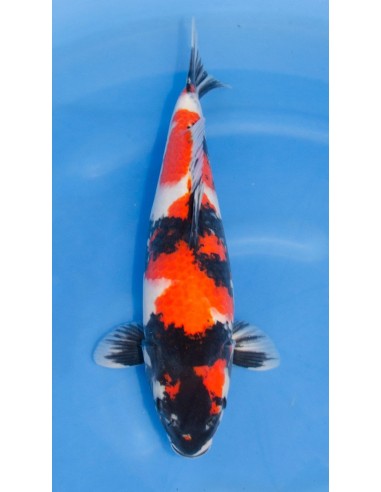 Carpes koi, Showa