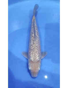 Carpes koi, Ginrin Chagoi