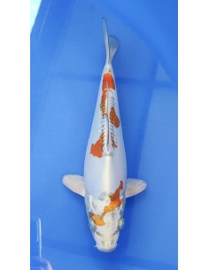 Carpe Koi ,Doitsu Kogane Ochiba