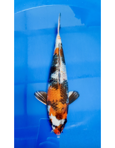 Carpe koi : Kin Showa