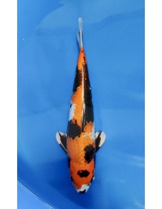Carpes koi, Kin Showa