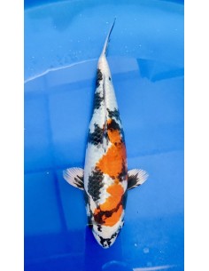 Carpes koi, Kin Showa
