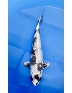 Carpes koi, Gin Shiro