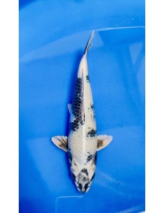 Carpes koi, Gin Shiro