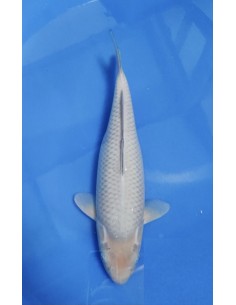 Carpes koi, soragoi