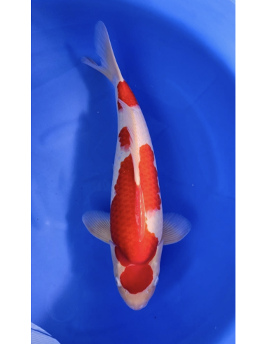 Carpes koi, Kohaku marudo