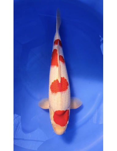 Carpes koi, Kohaku marudo