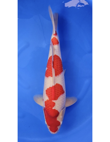 Carpe koi : Kohaku Marudo