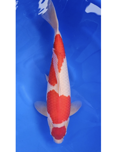 Carpes koi, Kohaku marudo