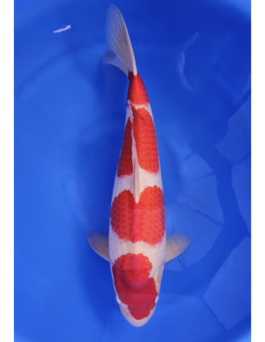 Carpes koi, Kohaku marudo