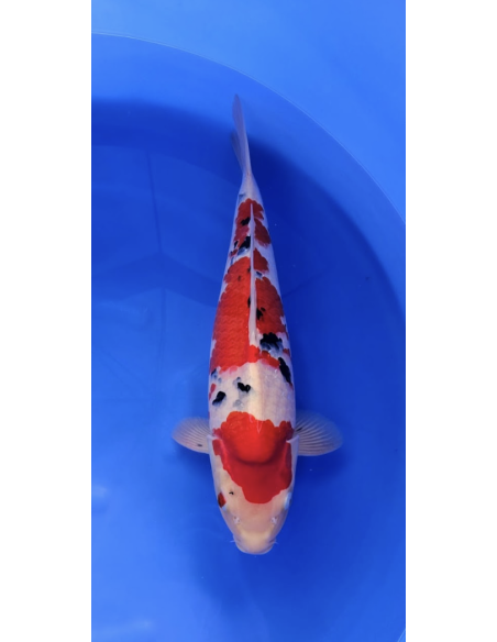 Carpes koi, Sanke marudo