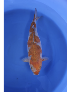 Carpes koi, Ochiba Ikarashi Ozumi