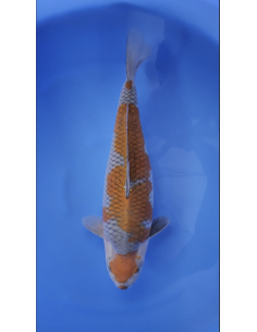 Carpes koi, Ochiba Ikarashi Ozumi