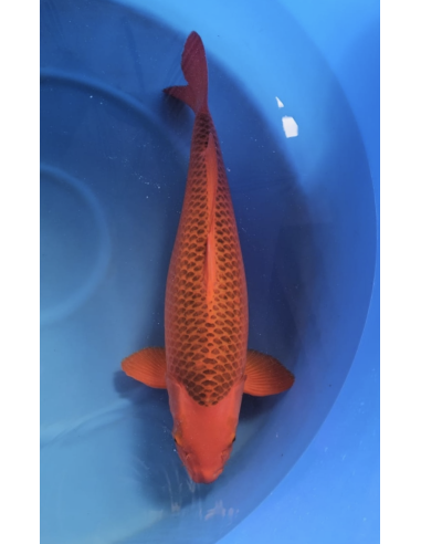 Carpe koi : Aka Matsuba Marusei