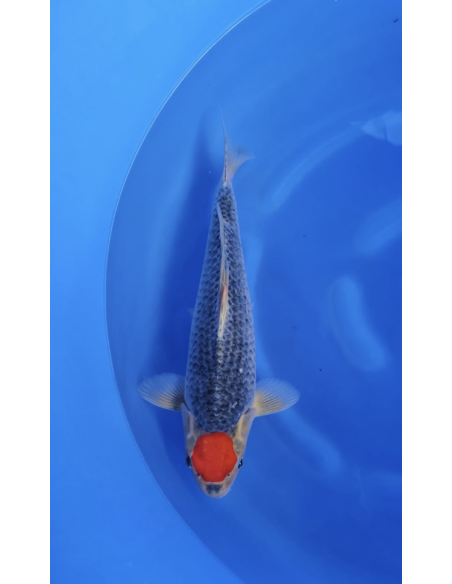 Carpe koi : Tancho Goshiki Hiroi