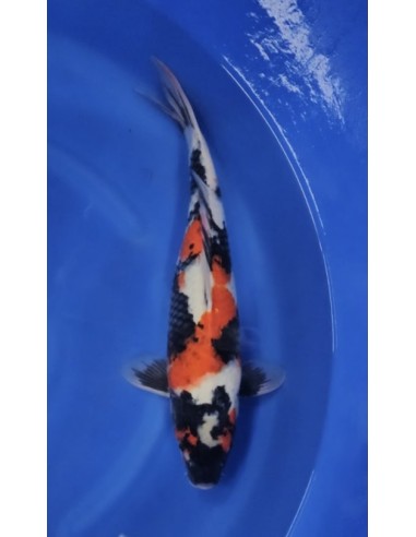 Carpes koi, Showa Maruhiro