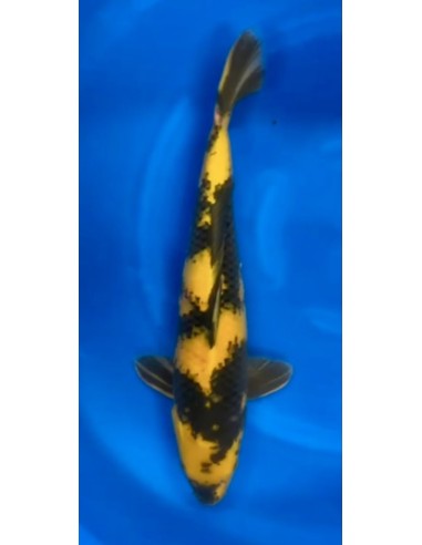 Carpes koi, Ki Utsuri Maruhiro