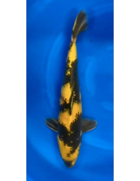 Carpes koi, Ki Utsuri Maruhiro