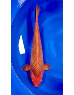 Carpes koi, Aka Matsuba Maruhiro