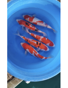 Carpes koi, Sanke Yamamatsu