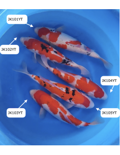 Carpes koi, Sanke Yamamatsu 2