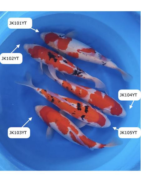 Carpe koi : Sanke