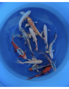 Carpe koi : Voile Yamsan