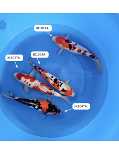 Carpe koi : Nisai Doitsu Gosanke Takahashi 2