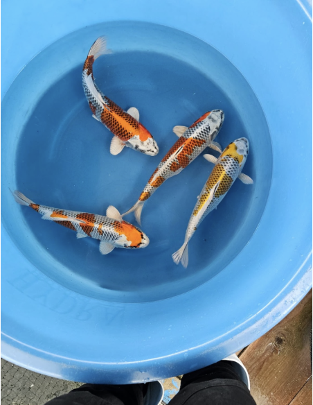Carpe koi : Kujaku Takahashi Carpe koi : Kujaku Takahashi