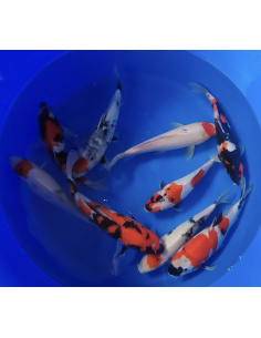 Carpe koi : Gosanke Maruhide