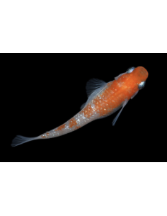 Oryzias latipes Kohaku