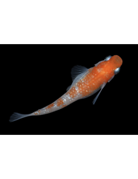 Oryzias latipes Kohaku