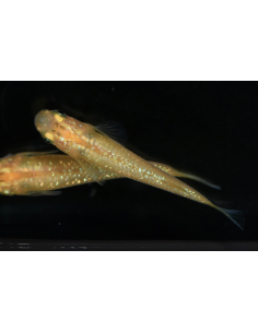 Oryzias latipes Kohaku 2