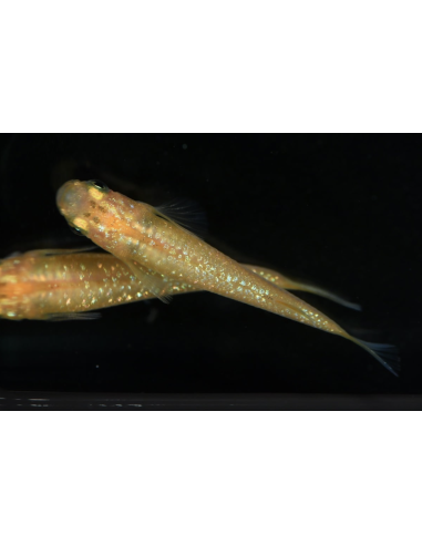 Oryzias latipes Yellow