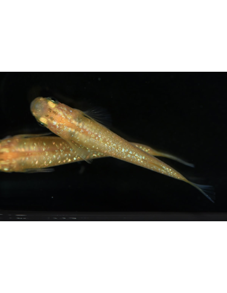 Oryzias latipes Yellow