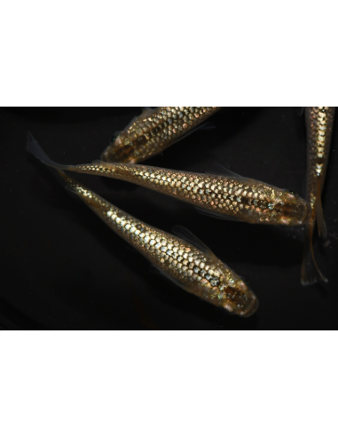 Oryzias latipes Champagne Gold
