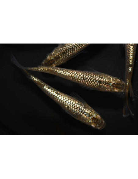 Oryzias latipes Champagne Gold