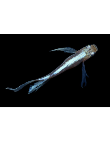 Oryzias latipes Matsui M. Longfin