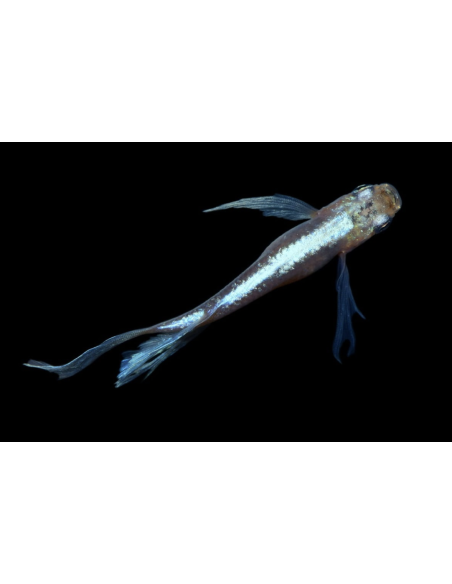 Oryzias latipes Matsui M. Longfin