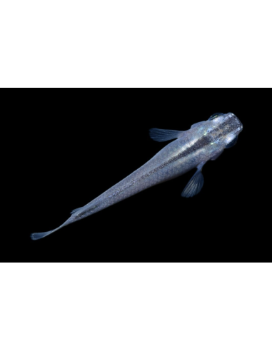 Oryzias latipes Blue