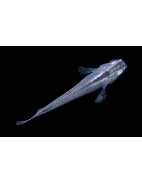 Oryzias latipes Blue