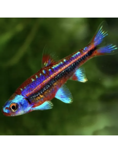 Notropis chrosomus poisson de bassin