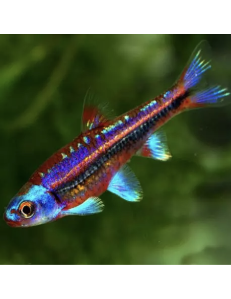 Notropis chrosomus poisson de bassin