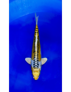 Ki kikokuryu (Tateshita)